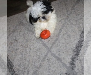 Shih Tzu Puppy for sale in THAYER, KS, USA