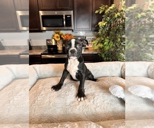 Boston Terrier Puppy for sale in GREENWOOD, IN, USA