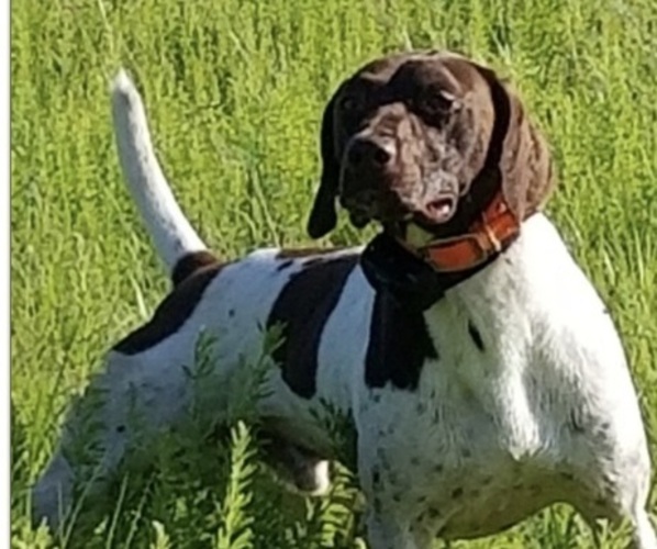 Medium Photo #13 German Shorthaired Pointer Puppy For Sale in KERRVILLE, TX, USA