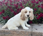 Ceasar - Male Cocker Spaniel Puppy for Sale - Photo #2