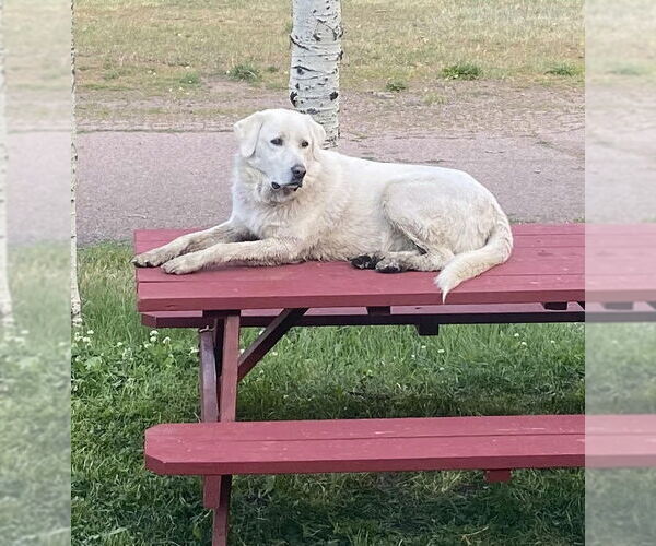 Medium Photo #3 Akbash-Unknown Mix Puppy For Sale in Winter Park, CO, USA
