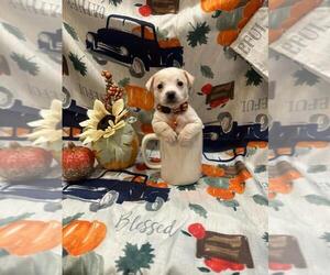 Chihuahua Puppy for sale in THOMASTON, GA, USA
