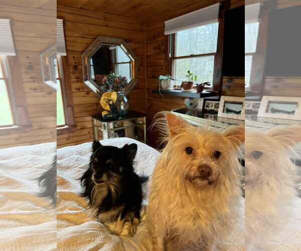 Medium Photo #3 Chihuahua-Unknown Mix Puppy For Sale in Sebec, ME, USA