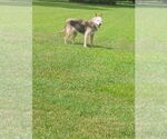 Small #2 Mutt