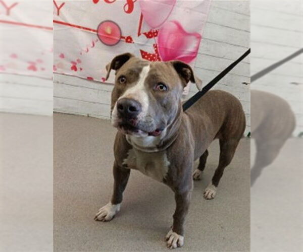 Medium Photo #1 Mutt Puppy For Sale in San Bernardino, CA, USA