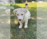 Small #34 Siberian Husky