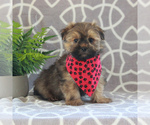 Small Photo #1 Maltipoo Puppy For Sale in GORDONVILLE, PA, USA