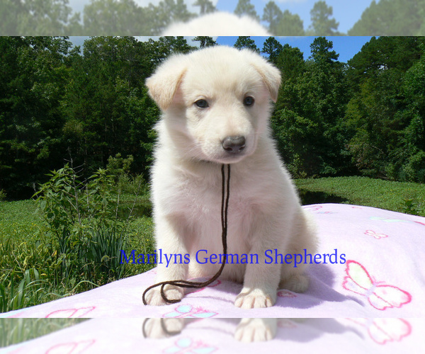 Medium Photo #2 German Shepherd Dog Puppy For Sale in PIEDMONT, MO, USA