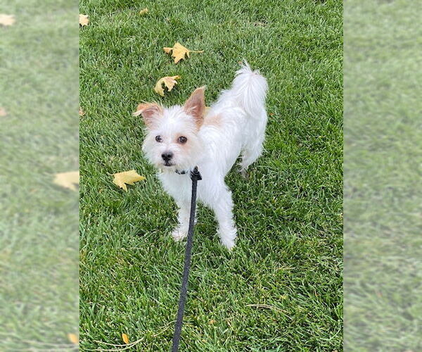 Medium Photo #2 Mutt Puppy For Sale in Sandy, UT, USA