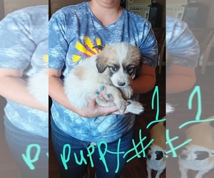 Great Pyrenees-Mastiff Mix Puppy for sale in JANESVILLE, CA, USA
