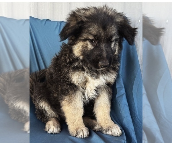 Medium Photo #11 King Shepherd Puppy For Sale in PEACH SPRINGS, AZ, USA