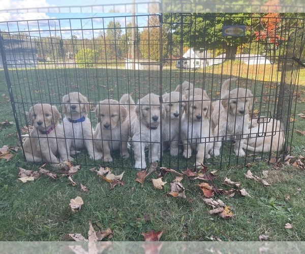 View Ad Goldendoodle Litter of Puppies for Sale near Pennsylvania