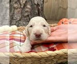 Small #9 Goldendoodle