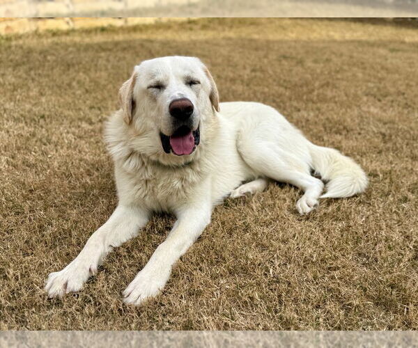 Medium Photo #2 Great Pyrenees Puppy For Sale in Oak Bluffs, MA, USA