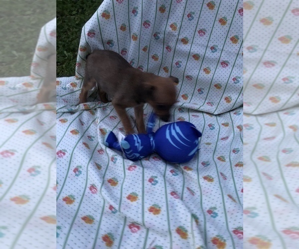 Medium Photo #2 Taco Terrier Puppy For Sale in LATTASBURG, OH, USA