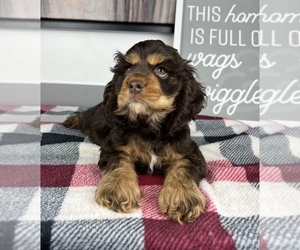 Cocker Spaniel Puppy for sale in FRANKLIN, IN, USA
