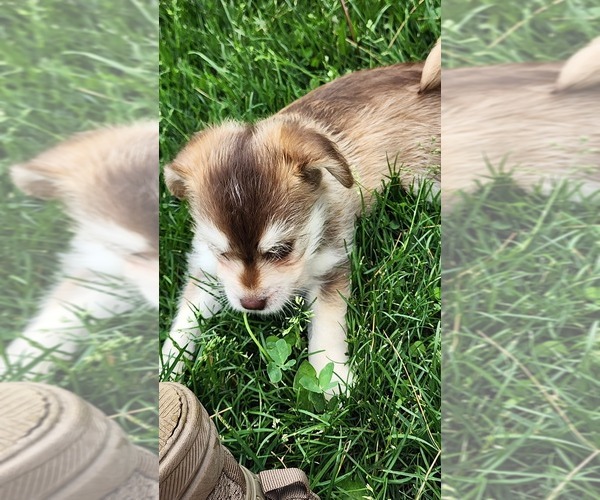 Medium Photo #6 Alaskan Klee Kai-Pomeranian Mix Puppy For Sale in GREENWOOD, WI, USA