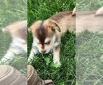 Small #5 Alaskan Klee Kai-Pomeranian Mix
