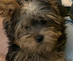 Yorkshire Terrier Puppy for sale in BERKELEY SPGS, WV, USA