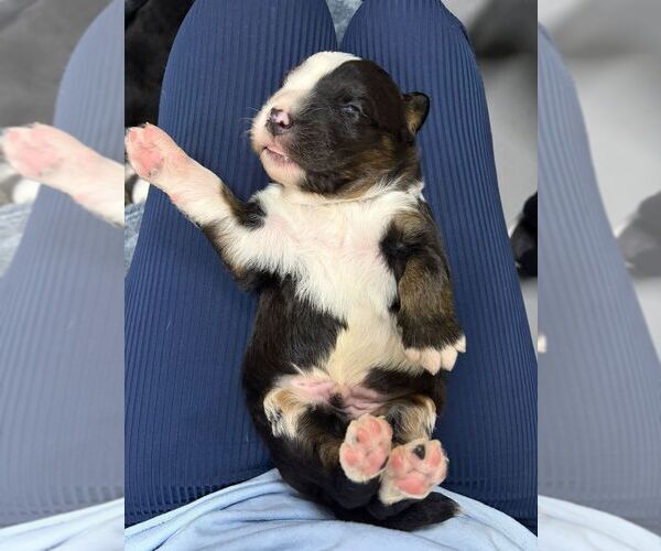 Medium Photo #1 Collie-Unknown Mix Puppy For Sale in Calgary, Alberta, Canada