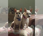 Small #2 Chihuahua Mix