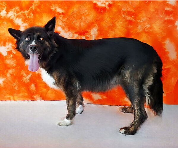 Medium Photo #2 Mutt Puppy For Sale in Pasadena, CA, USA