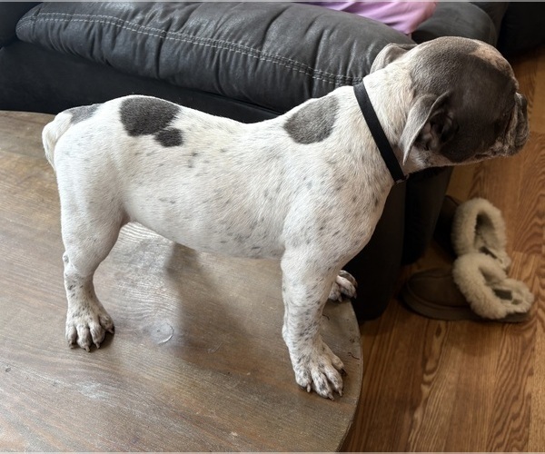 Medium Photo #4 American Bully Puppy For Sale in PAWTUCKET, RI, USA