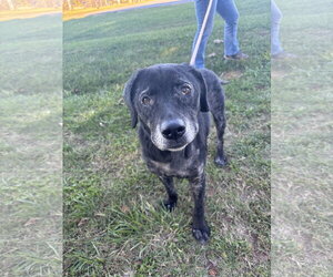 Rico: At shelter - Male Labbe Dog for Adoption - Photo #4