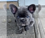 Small #1 French Bulldog