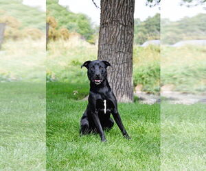 Labrador Retriever-Unknown Mix Dogs for adoption in Sandy, UT, USA