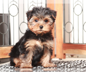 Yorkshire Terrier Puppy for Sale in NAPLES, Florida USA