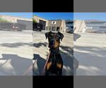 Small Doberman Pinscher