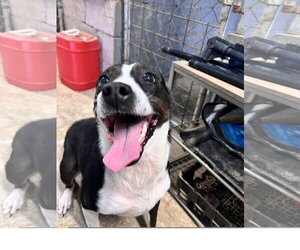 Kaia - Female Mutt Dog for Adoption - Photo #3