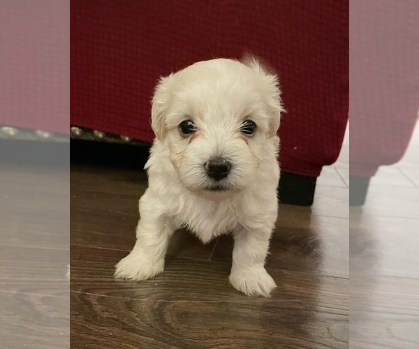 Medium Photo #22 Maltipoo Puppy For Sale in BOCA RATON, FL, USA