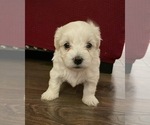 Small Photo #22 Maltipoo Puppy For Sale in BOCA RATON, FL, USA