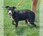 Small #7 Boxer-Dutch Shepherd  Mix