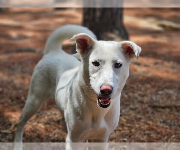 Medium Photo #12 Huskies -Unknown Mix Puppy For Sale in Canton, CT, USA