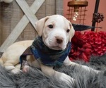 Small Photo #7 American Pit Bull Terrier Puppy For Sale in HONEY BROOK, PA, USA