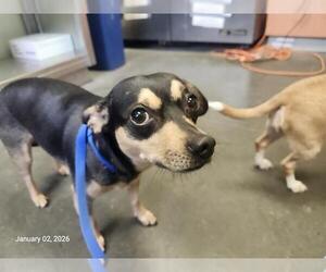 Chihuahua-Unknown Mix Dogs for adoption in Santa Cruz, CA, USA