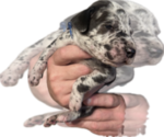 Small Photo #22 Great Dane Puppy For Sale in WILLIS, TX, USA