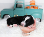 Small #2 Border Collie