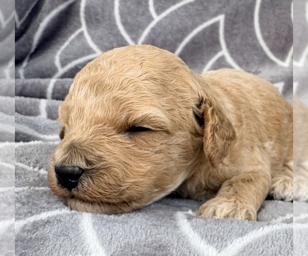 Medium Photo #1 Cavapoo (Miniature) Puppy For Sale in WAUSEON, OH, USA