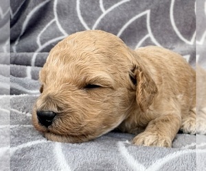 Medium Cavapoo (Miniature)