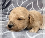 Puppy Puppy 2 Cavapoo (Miniature)