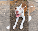 Star - Female Labrador Retriever-Unknown Mix Dog for Adoption - Small photo
