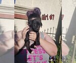 Small Photo #7 American Pit Bull Terrier-Cane Corso Mix Puppy For Sale in SUISUN CITY, CA, USA