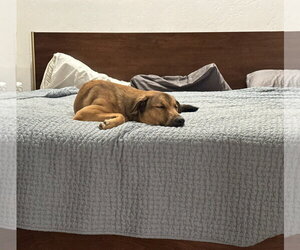 Maggie - Female Mutt Dog for Adoption - Photo #9