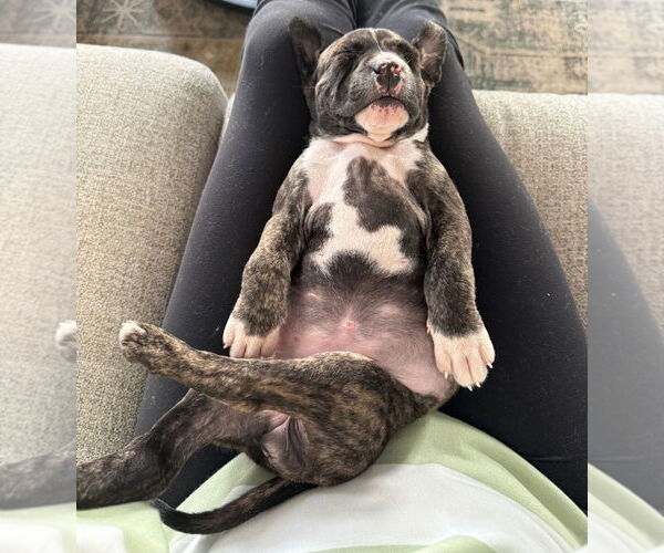 Medium Photo #2 American Pit Bull Terrier-American Staffordshire Terrier Mix Puppy For Sale in Chester, VA, USA