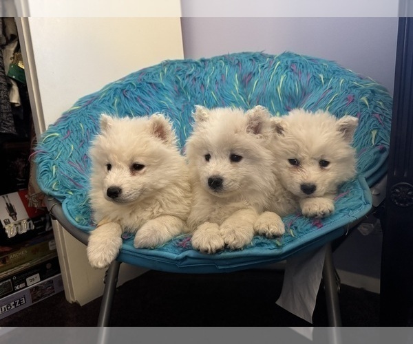 Medium Photo #6 Samoyed Puppy For Sale in WARFORDSBURG, PA, USA