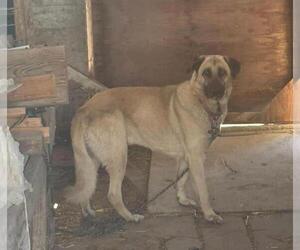 German Shepherd Dog Dogs for adoption in Tracy, CA, USA